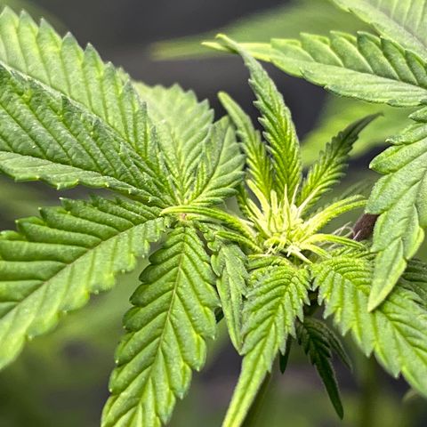 Spree growlog timeline photo