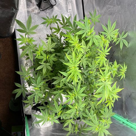 Spree growlog timeline photo