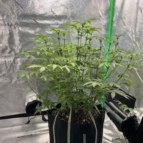 Spree growlog timeline photo