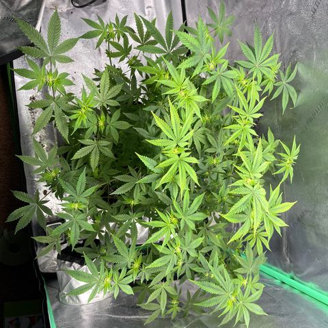 Spree growlog timeline photo