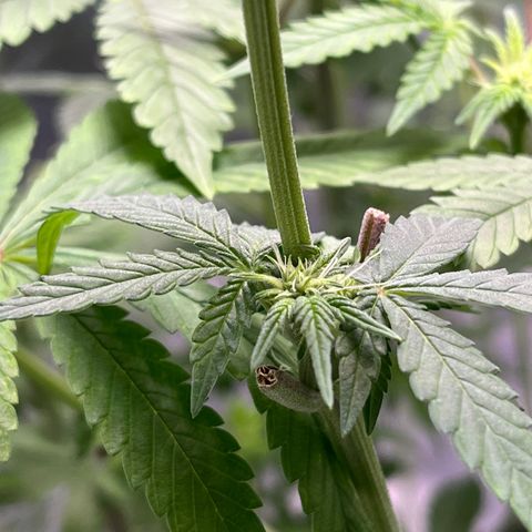 Spree growlog timeline photo