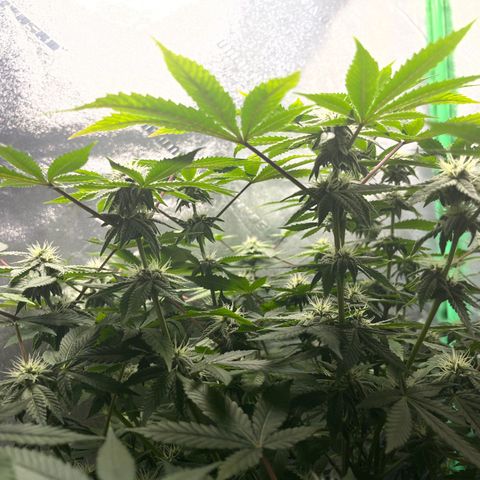 Spree growlog timeline photo