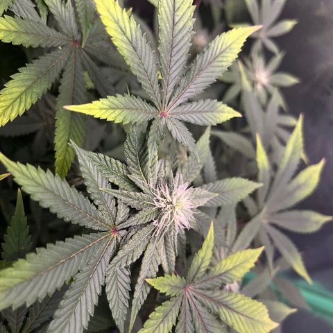 Spree growlog timeline photo