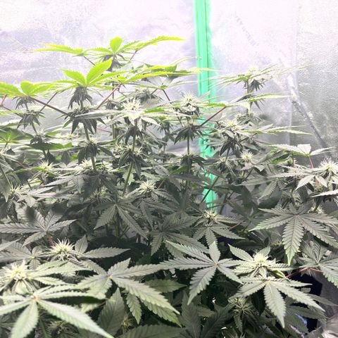 Spree growlog timeline photo