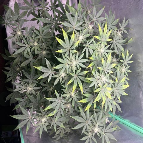 Spree growlog timeline photo
