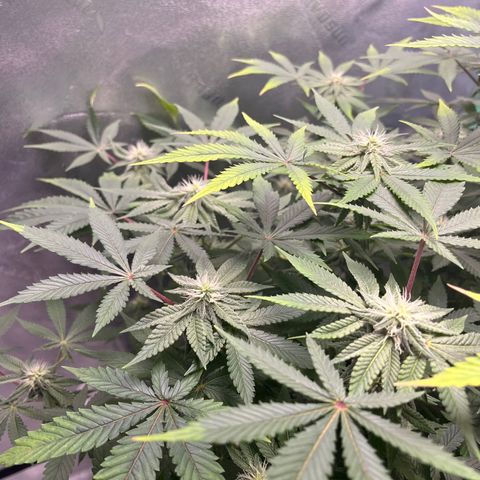 Spree growlog timeline photo