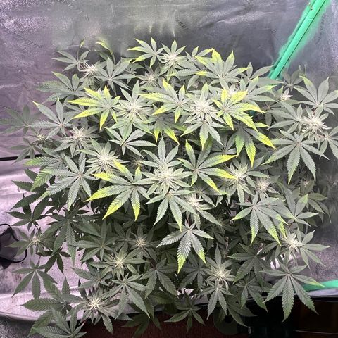 Spree growlog timeline photo