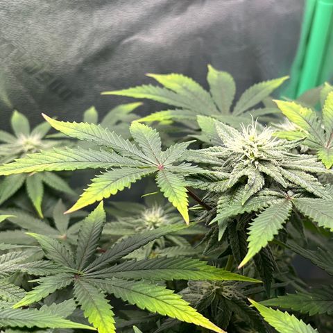 Spree growlog timeline photo