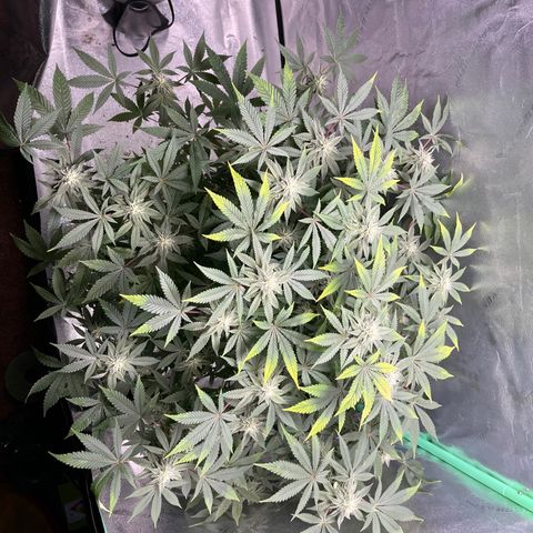 Spree growlog timeline photo