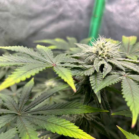 Spree growlog timeline photo