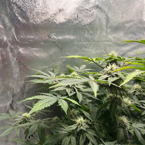 Spree growlog timeline photo