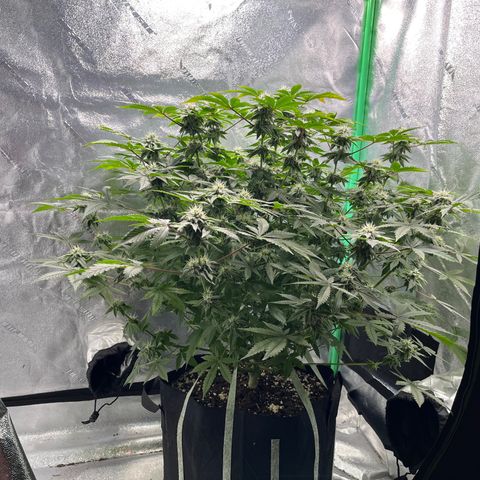 Spree growlog timeline photo