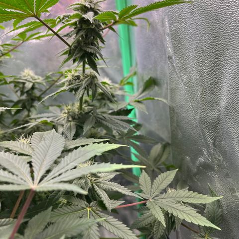 Spree growlog timeline photo