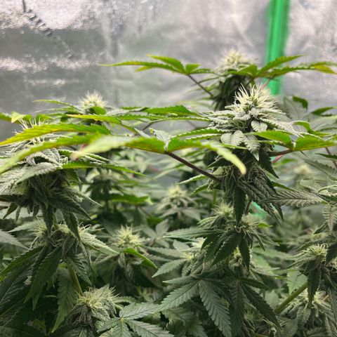 Spree growlog timeline photo