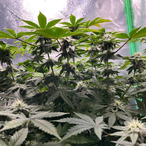 Spree growlog timeline photo