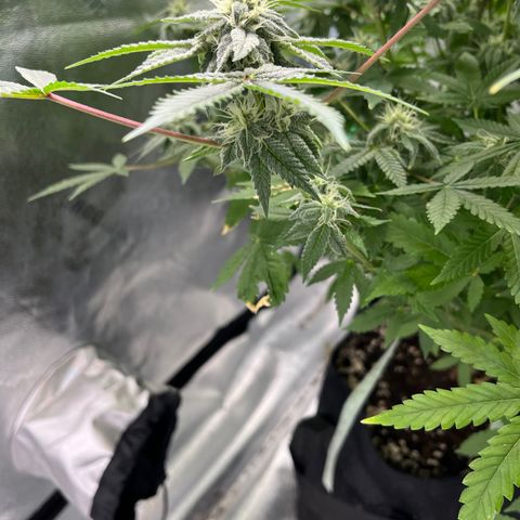 Spree growlog timeline photo
