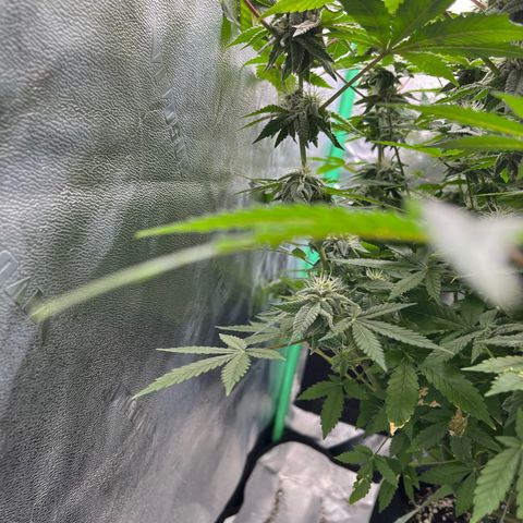 Spree growlog timeline photo