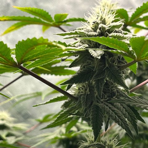 Spree growlog timeline photo