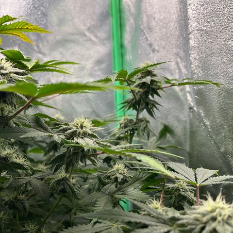 Spree growlog timeline photo