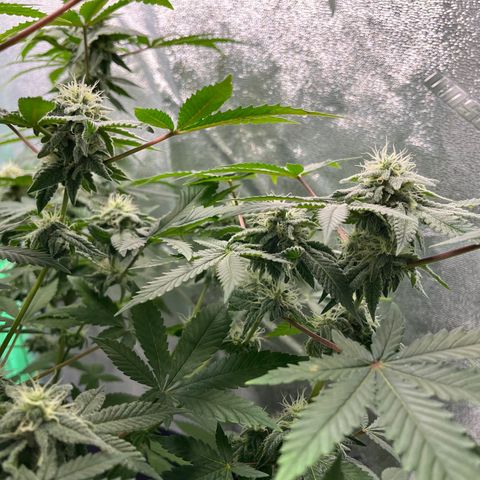 Spree growlog timeline photo