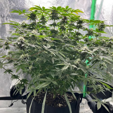 Spree growlog timeline photo