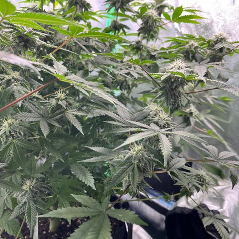 Spree growlog timeline photo