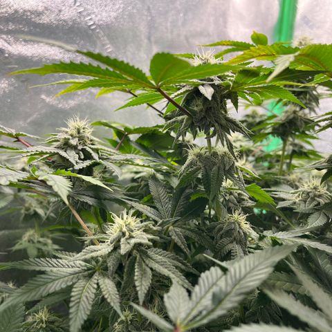Spree growlog timeline photo