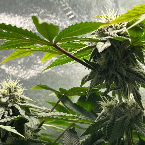 Spree growlog timeline photo