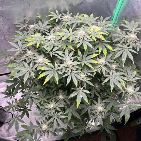 Spree growlog timeline photo