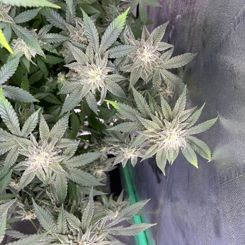 Spree growlog timeline photo