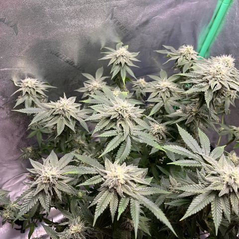 Spree growlog timeline photo