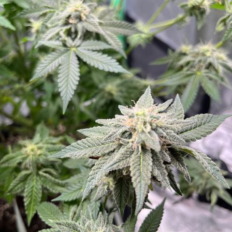 Spree growlog timeline photo