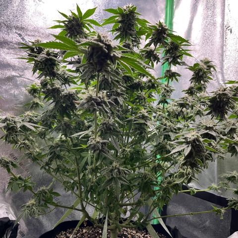 Spree growlog timeline photo