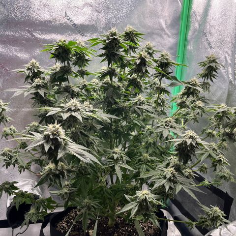 Spree growlog timeline photo