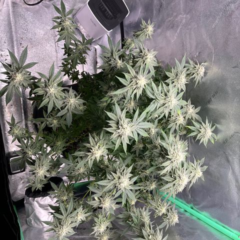 Spree growlog timeline photo