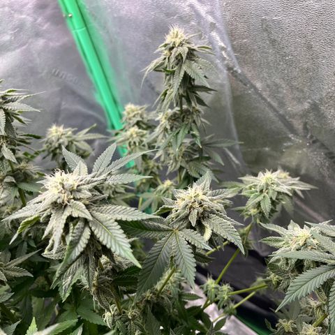 Spree growlog timeline photo