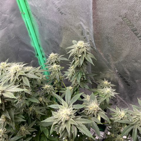 Spree growlog timeline photo