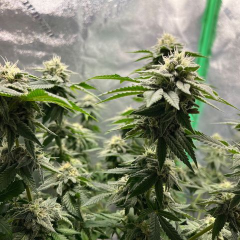 Spree growlog timeline photo