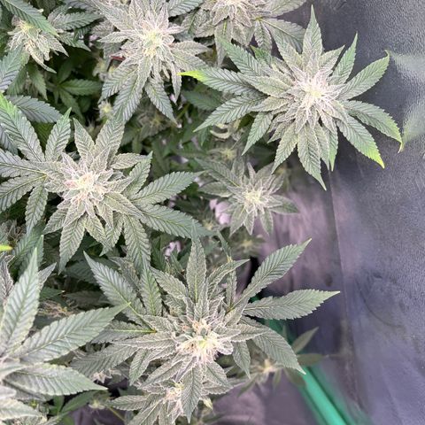 Spree growlog timeline photo