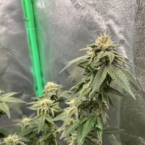 Spree growlog timeline photo