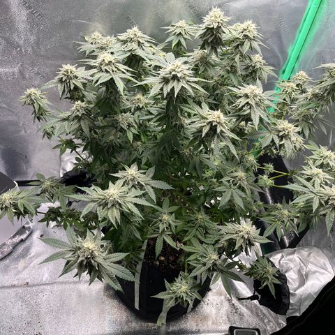Spree growlog timeline photo