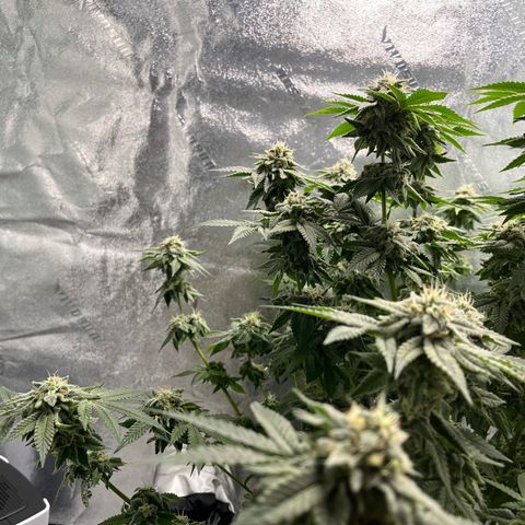 Spree growlog timeline photo