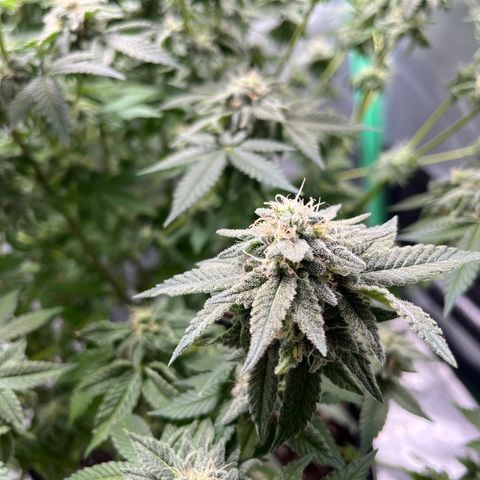 Spree growlog timeline photo