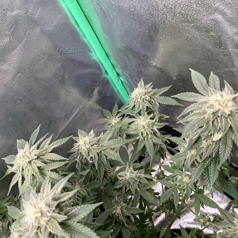 Spree growlog timeline photo