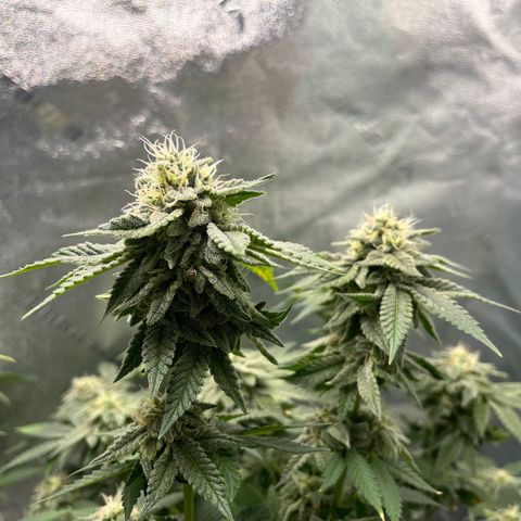 Spree growlog timeline photo