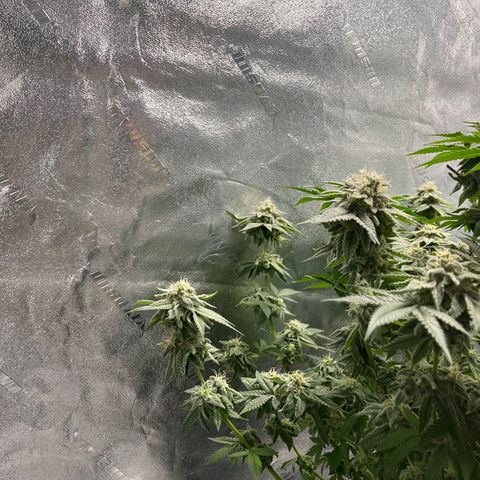Spree growlog timeline photo