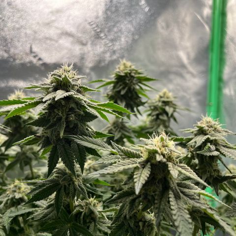 Spree growlog timeline photo