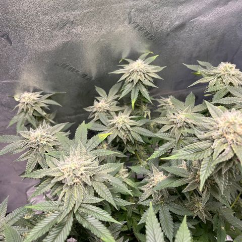 Spree growlog timeline photo