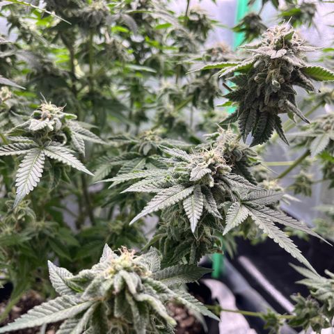 Spree growlog timeline photo