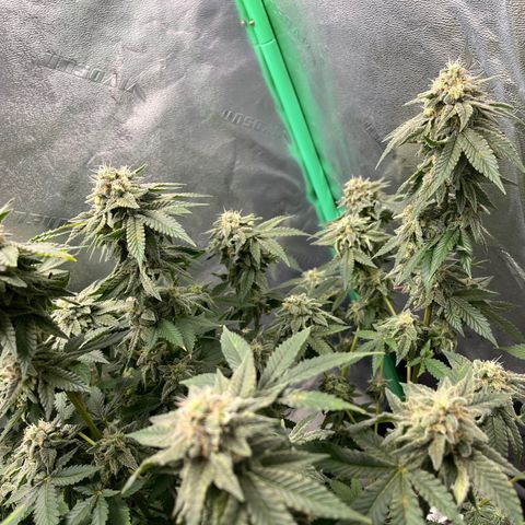 Spree growlog timeline photo